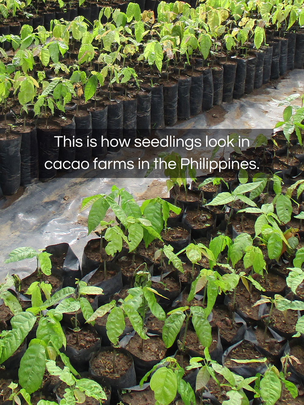 SEEDLINGS TOUR & CHOCOLATEMAKING - 60 MIN FARM TO BAR TOUR - Co Chocolat - Finally, Truly Healthy Chocolates