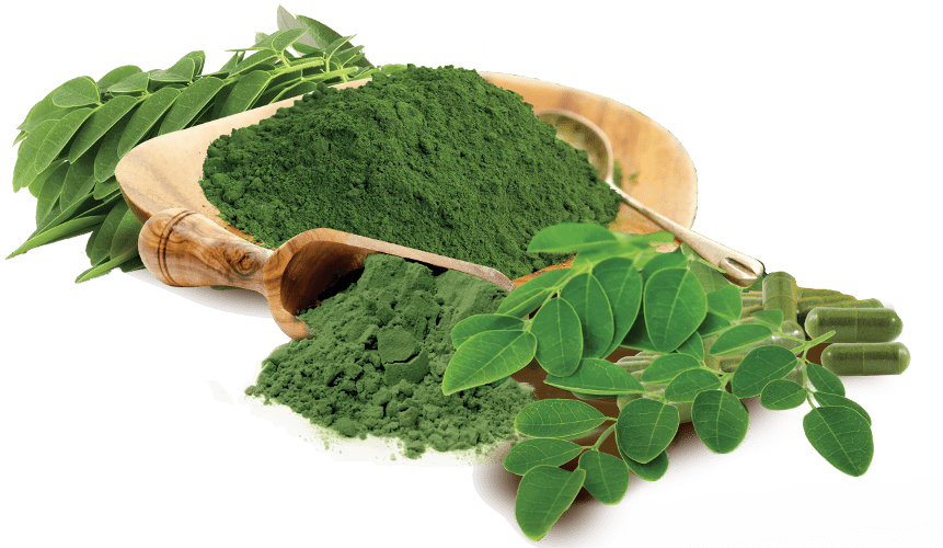 Health Benefits of Moringa Oleifera